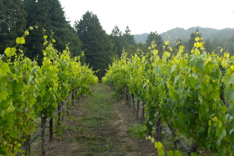 A vineyard with rows of grapevines growing on either side of a dirt path, surrounded by tall trees in the background.