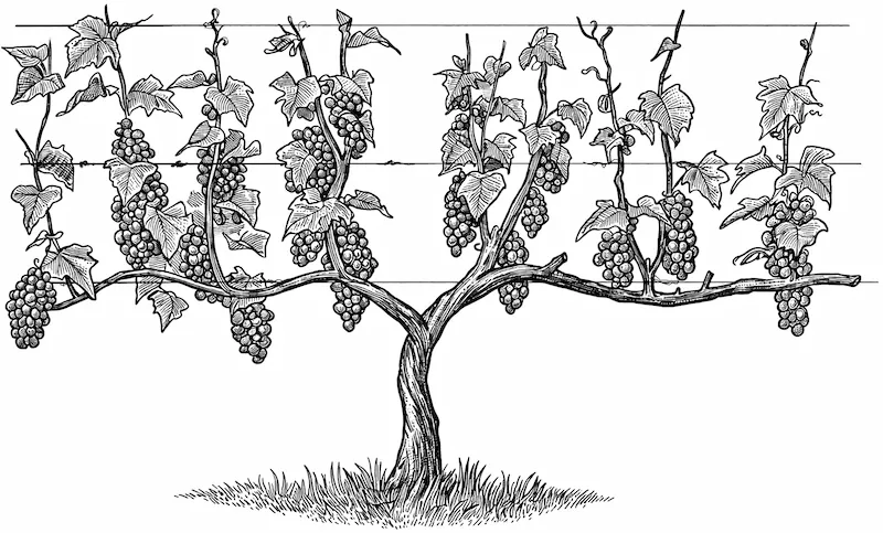 Line drawing of a grapevine trained on horizontal wires, showing clusters of grapes and leaves on branches extending from a central trunk.