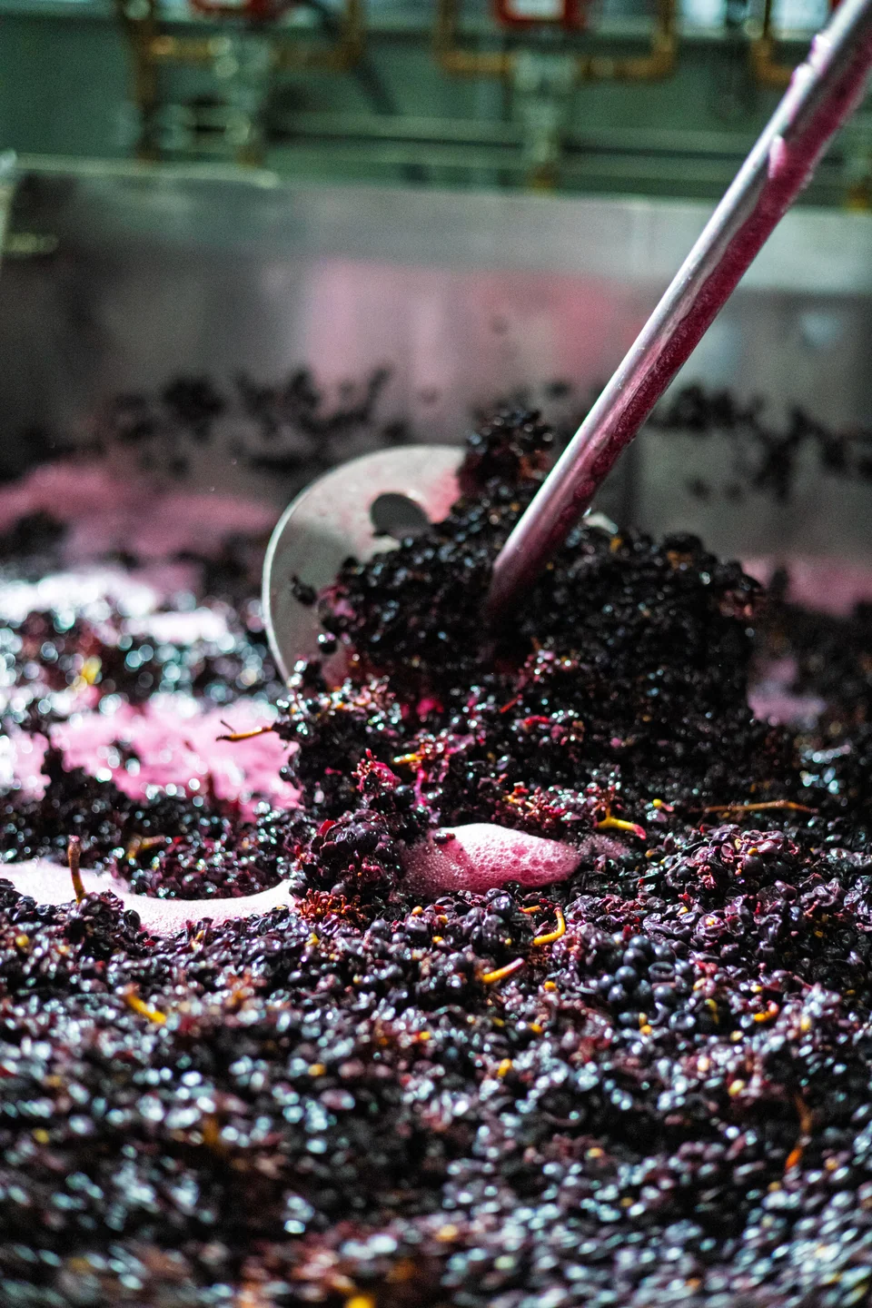 Punch downs in action, showcasing the Williams Selyem winemaking process in action.