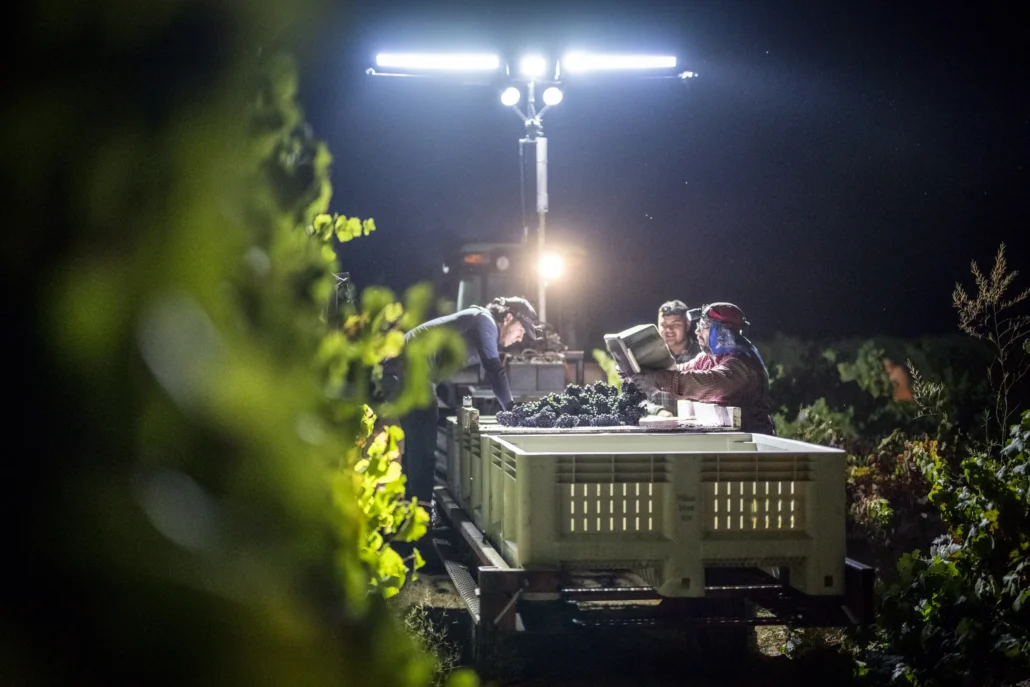 Workers harvest grapes at night under bright artificial lights, placing the fruit into large white crates in a Williams Selyem Russian River Valley vineyard.