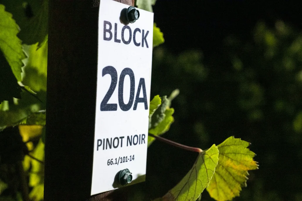 A vineyard sign labeled "BLOCK 20A PINOT NOIR 66.1/101-14" is attached to a post, surrounded by green grapevine leaves.