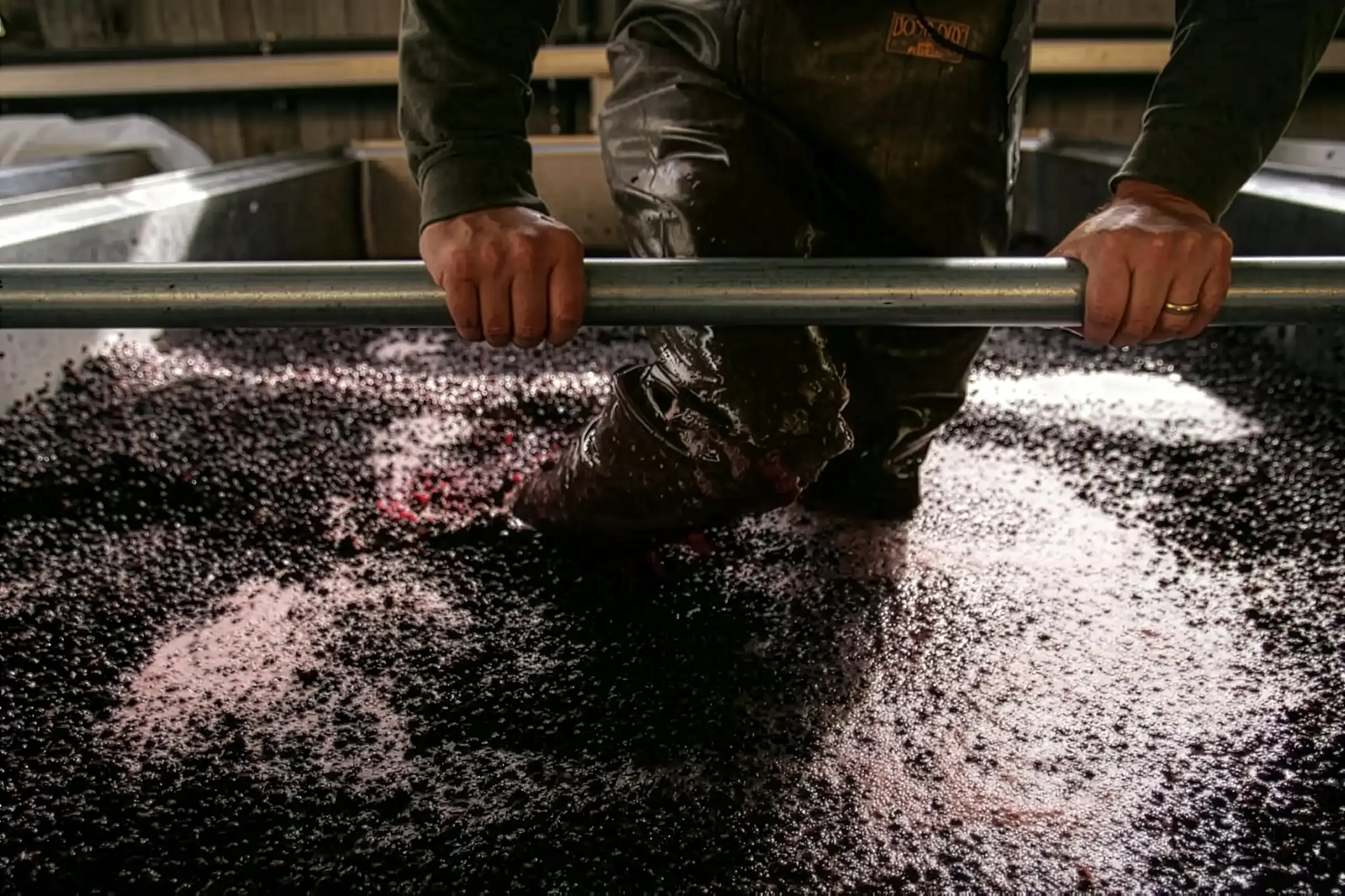 A person stands knee-deep in a vat of grapes, holding onto a metal bar, likely involved in the wine fermentation process.