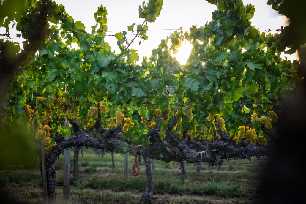 Grape vines with clusters of yellow grapes hang from wooden trellises in a vineyard, with green leaves and sunlight filtering through.