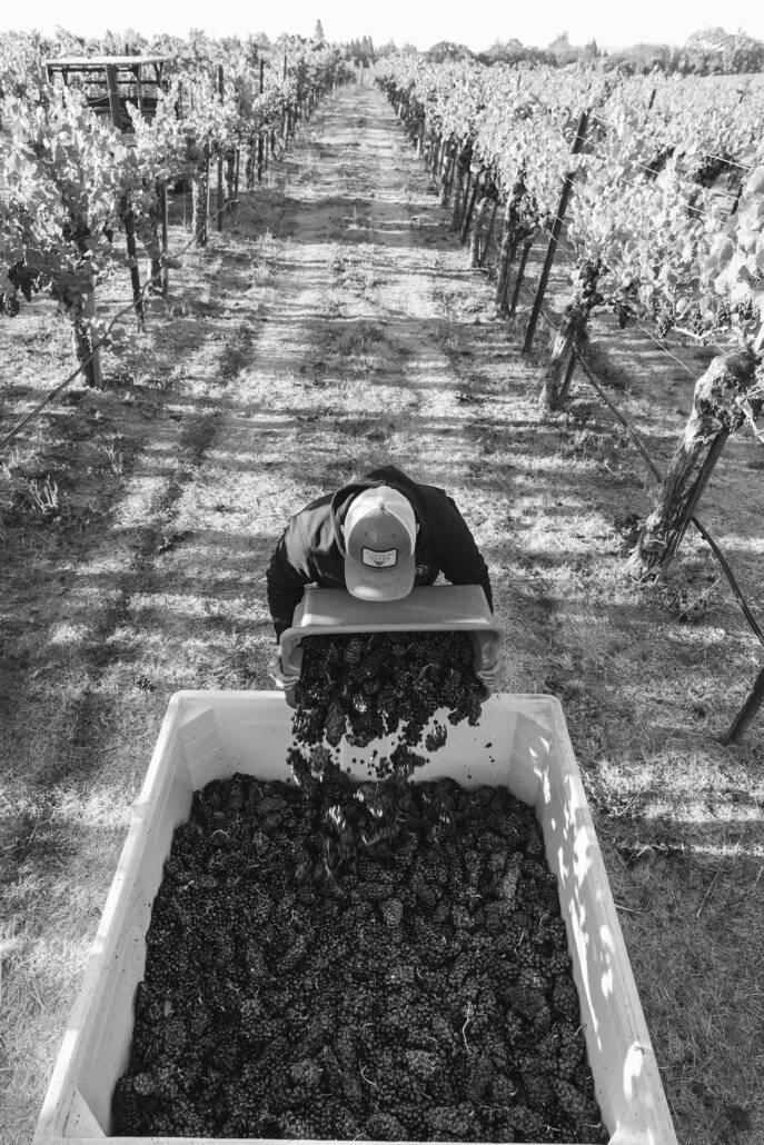 A person empties a container of harvested grapes into a large bin between rows of grapevines in a vineyard.