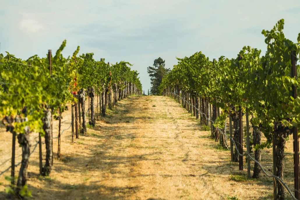A vineyard with rows of grapevines stretching into the distance on either side of a dirt path under a partly cloudy sky.