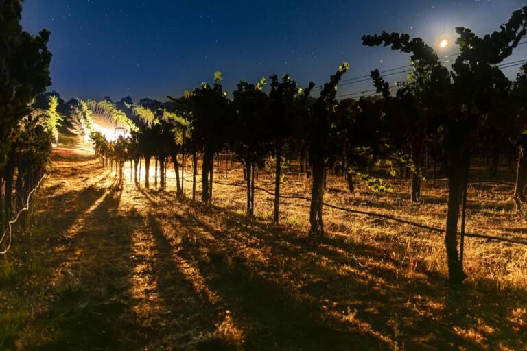 Vineyard rows at night, illuminated by artificial light, with long shadows on the ground and a bright moon visible in the sky.