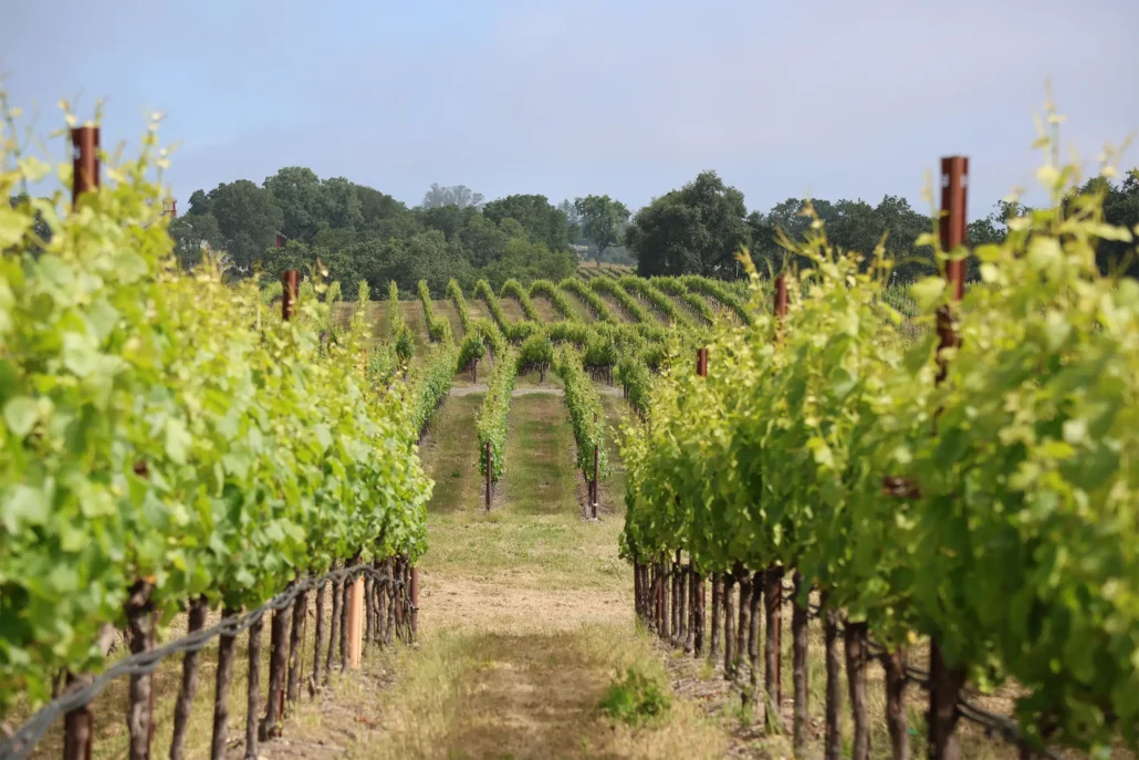Lewis MacGregor Estate Vineyard on the east side of the river in Russian River Valley.