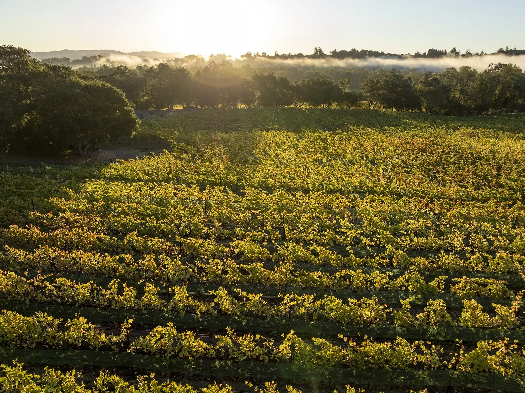 Russian River Valley Vineyards in the fall with fog at the treeline.