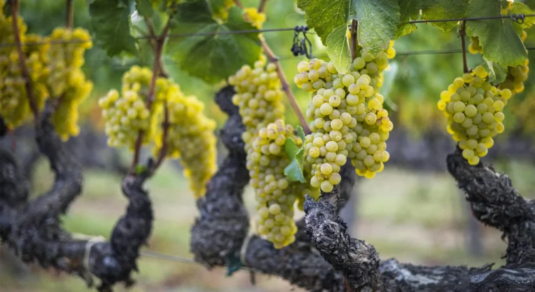 Chardonnay grapes on the vine during Russian River Valley harvest.